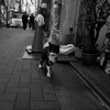 江古田の猫