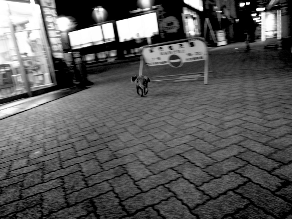 猫走るｖｏｌ．3