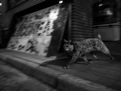 猫走るｖｏｌ．2