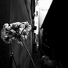 壁の花