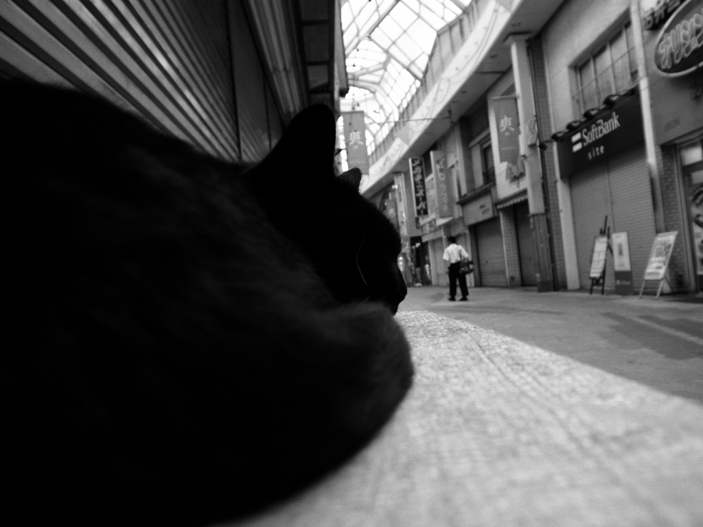 阿佐ヶ谷のブルースな猫
