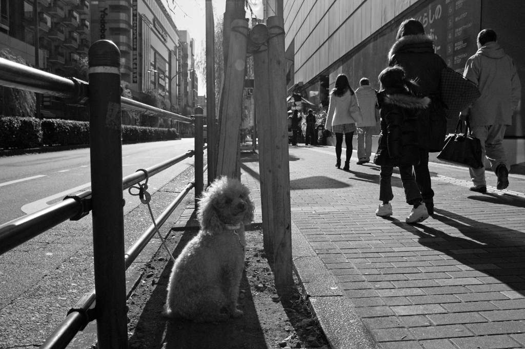 忠犬1