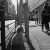 忠犬1