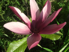 華