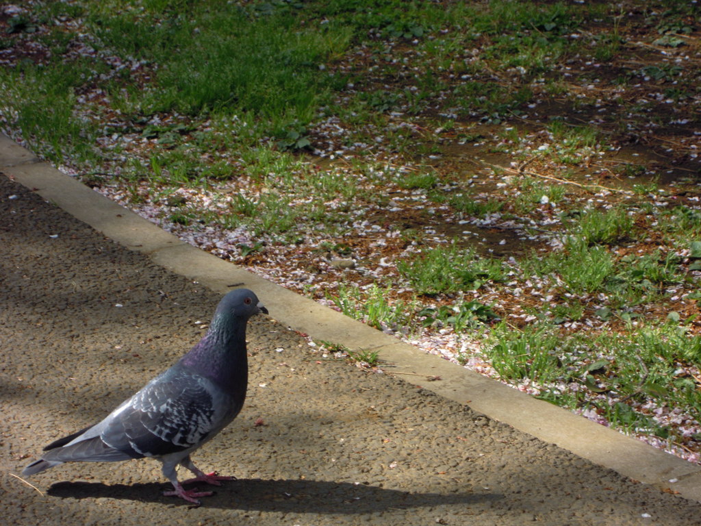 鳩