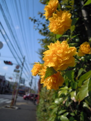 黄