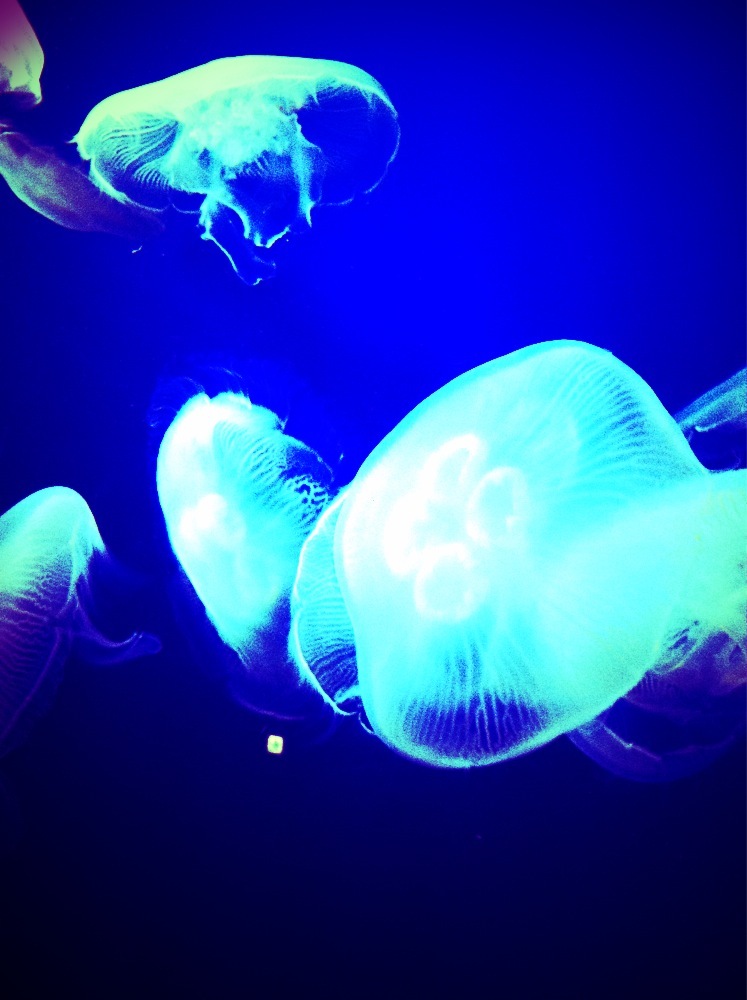 海月