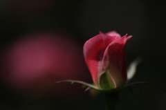 　　薔薇の回廊　11　