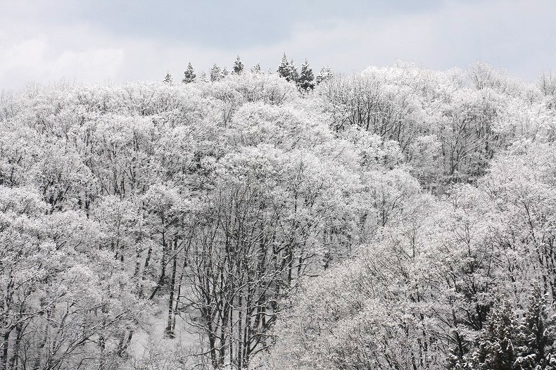 　　樹氷の森