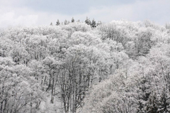 　　樹氷の森