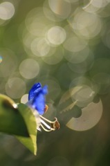 　　朝露煌めく