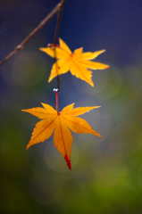 　　紅葉点景　7