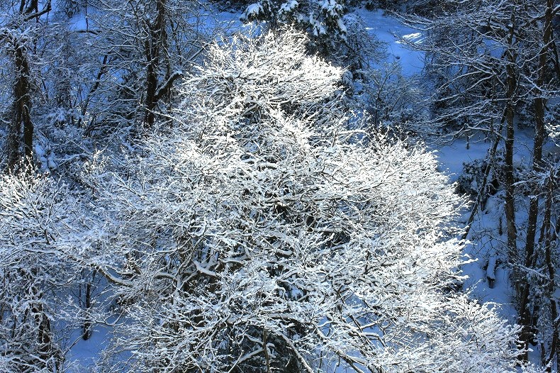 　　煌めく樹氷