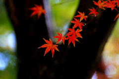 　　紅葉点景　3
