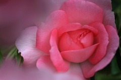　薔薇の回廊　　2