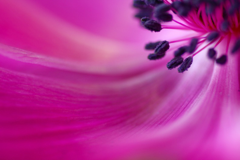 　　フラワーライン