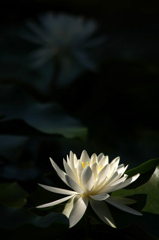 　　神々しいまでに