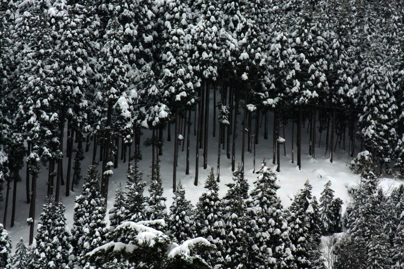 　　冬の杉山