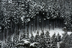 　　冬の杉山