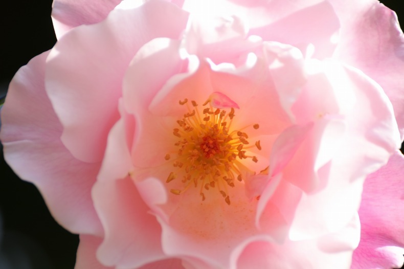 　　花あかり