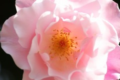 　　花あかり