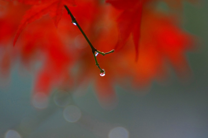 　　雫の中の紅葉