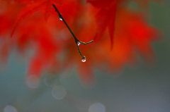 　　雫の中の紅葉