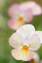 　　優しいまなざし