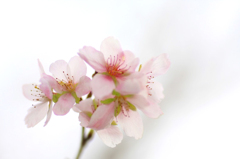 　　やさしさ秘めて