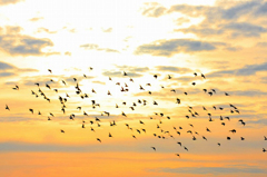 　　朝焼けに舞う