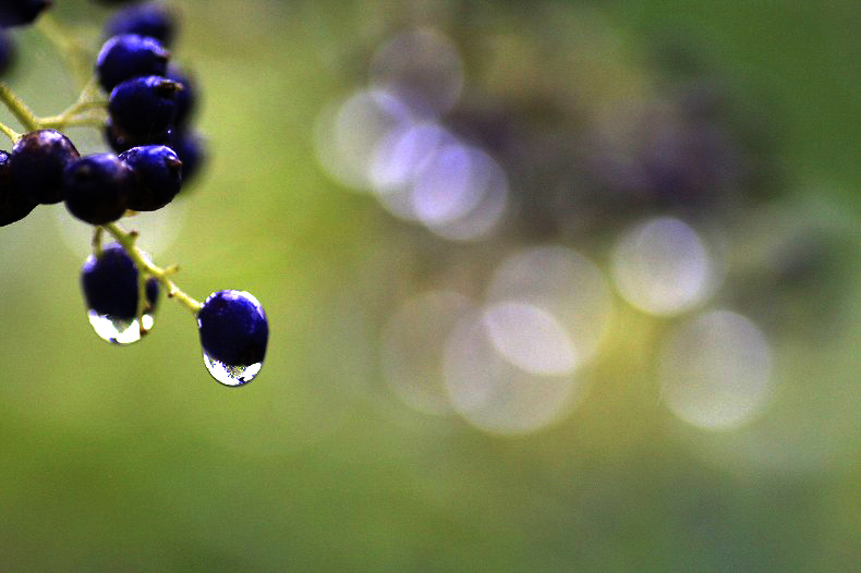 　　雨の余韻　5