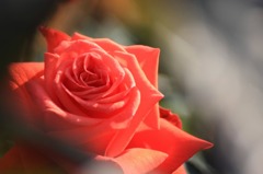 　薔薇の回廊　　3　　
