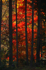 　　紅葉点景　5
