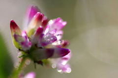 　　こぼれる煌めき