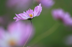 　　花舞い