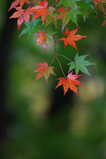 　　紅葉点景　2