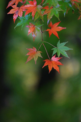 　　紅葉点景　2