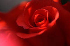 　薔薇の回廊　　6