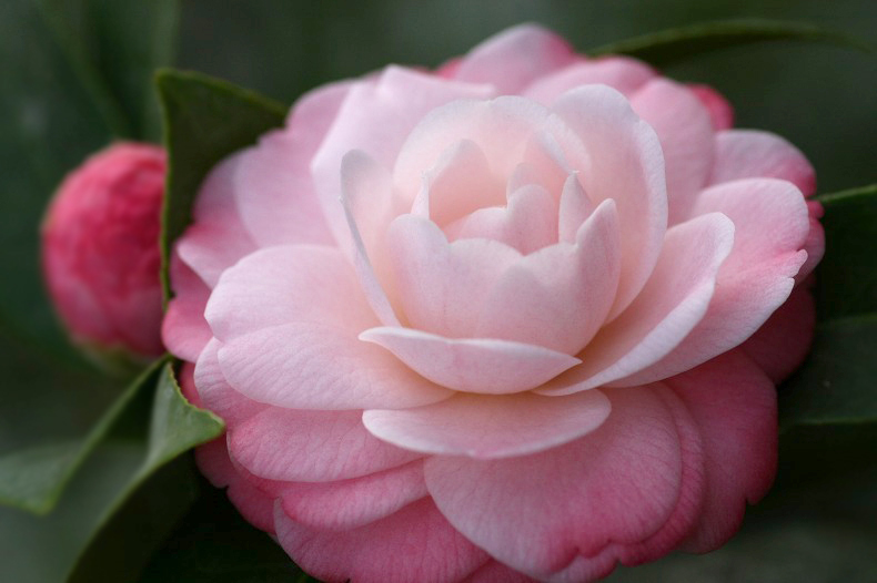 　　花椿