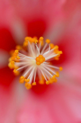 　　花のオブジェ