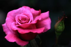 　薔薇の回廊　　1