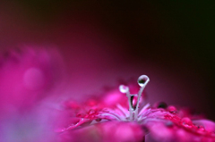 　　雨の宝石