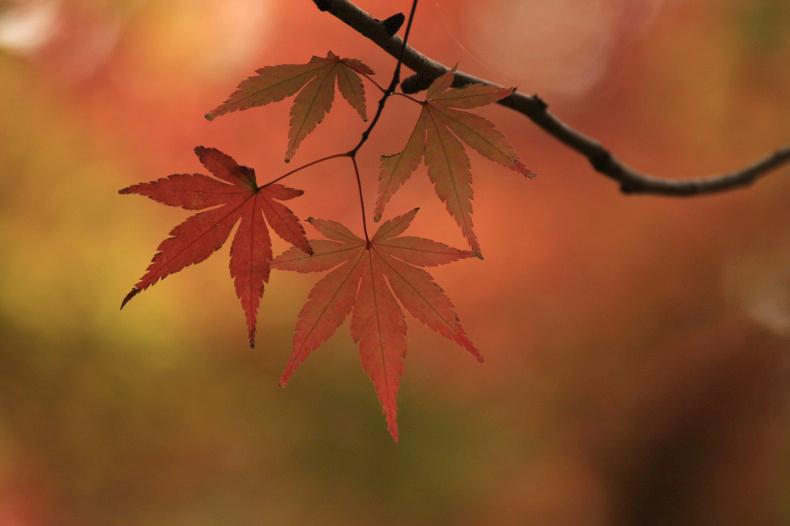 　　紅葉点景　8