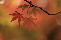 　　紅葉点景　8
