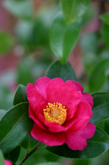 　　サザンカ一輪　3