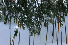 　　雪の竹林
