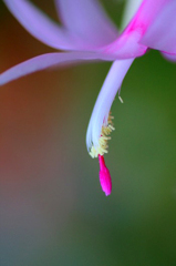 　　花の精霊