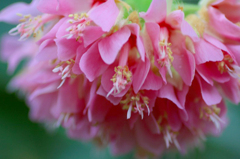 　　華やか