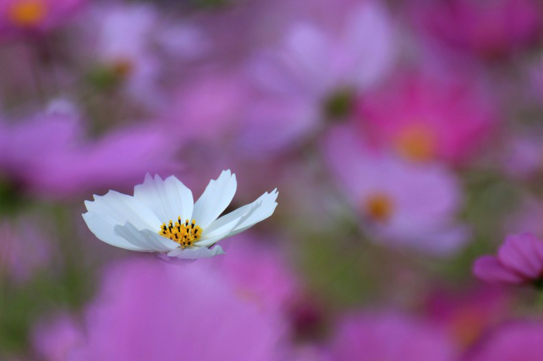 　　花に埋もれて