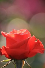 　　薔薇の回廊　12